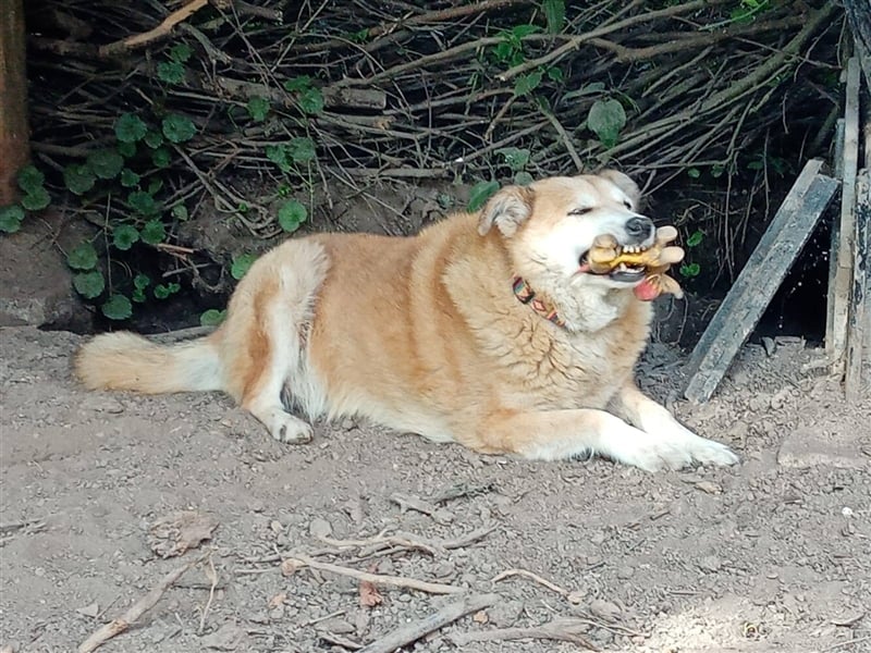 GEORGE SUCHT IN 32825 BLOMBERG (NRW) SEIN ZUHAUSE