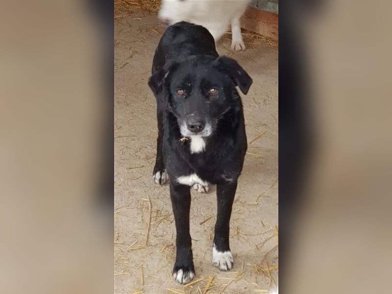 Der ängstliche Sherlock sucht ein Zuhause oder eine Pflegestelle!