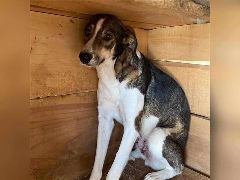 Die schüchterne Jill sucht ein Zuhause oder eine Pflegestelle!