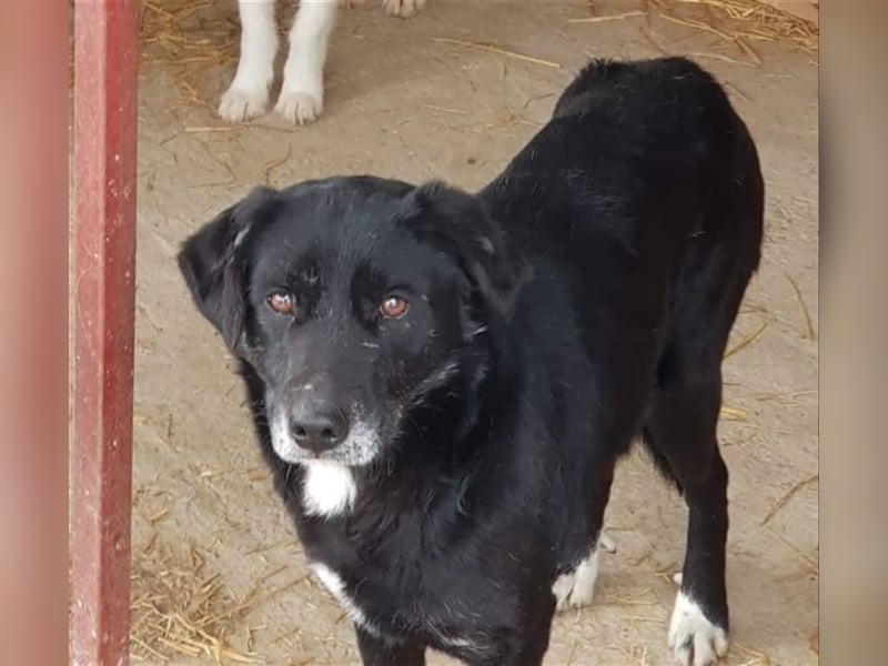 Der ängstliche Sherlock sucht ein Zuhause oder eine Pflegestelle!