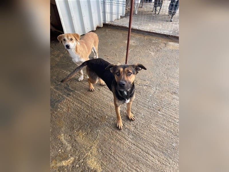 Freundliche Bela sucht ein Zuhause