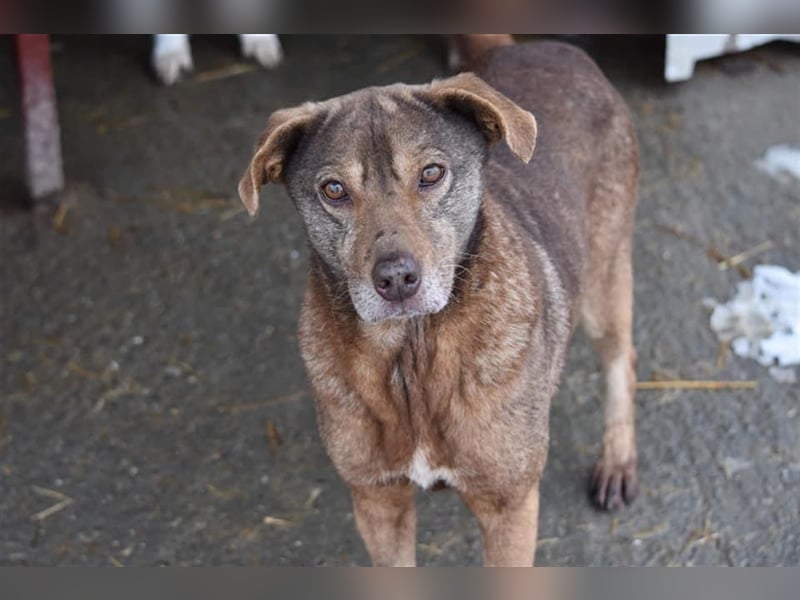 Mila wartet schon lange auf ein Zuhause  