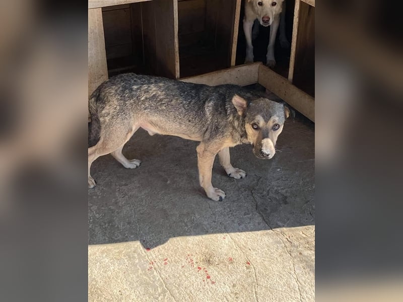 Der ängstliche Don sucht ein Zuhause oder eine Pflegestelle!