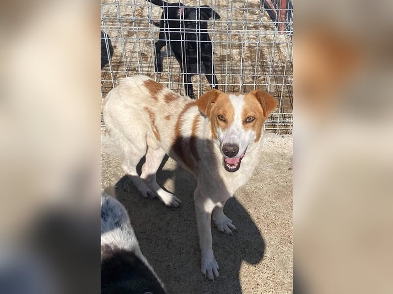 Der liebe Sepperl sucht ein Zuhause oder eine Pflegestelle!