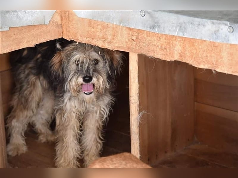 Wuscheliger Winston sucht Zuhause  