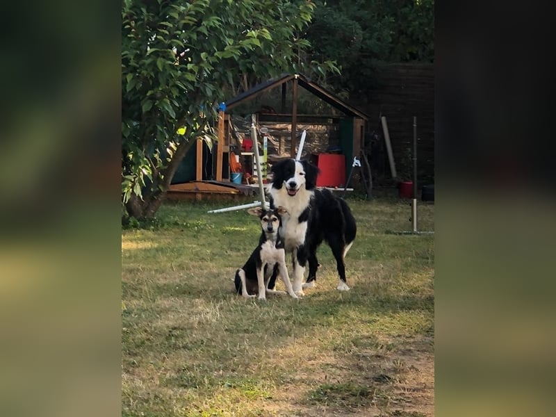 Sportliche Hündin Nelly sucht Zuhause  