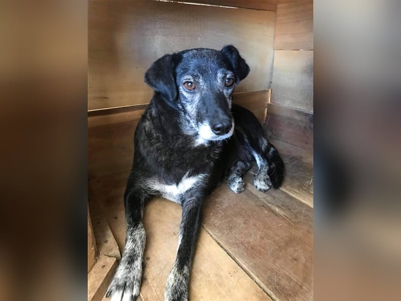 Die liebe Anastasia sucht ein Zuhause oder eine Pflegestelle!