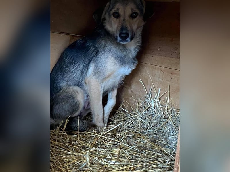 Schüchterne Loki sucht Zuhause  