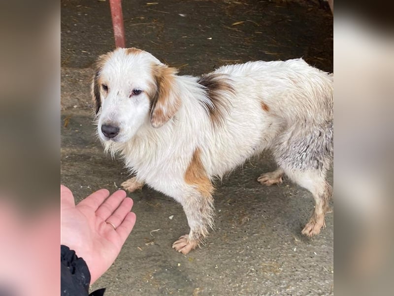 HSH Mix Rüde sucht ein Zuhause  