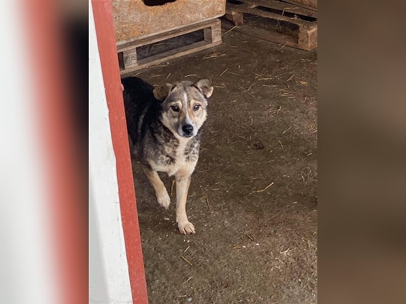 Angstnase Bugs sucht ein Zuhause  