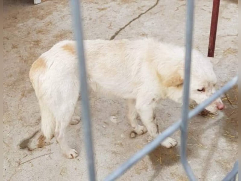 Scheuer Aves sucht ein Zuhause oder eine Pflegestelle!