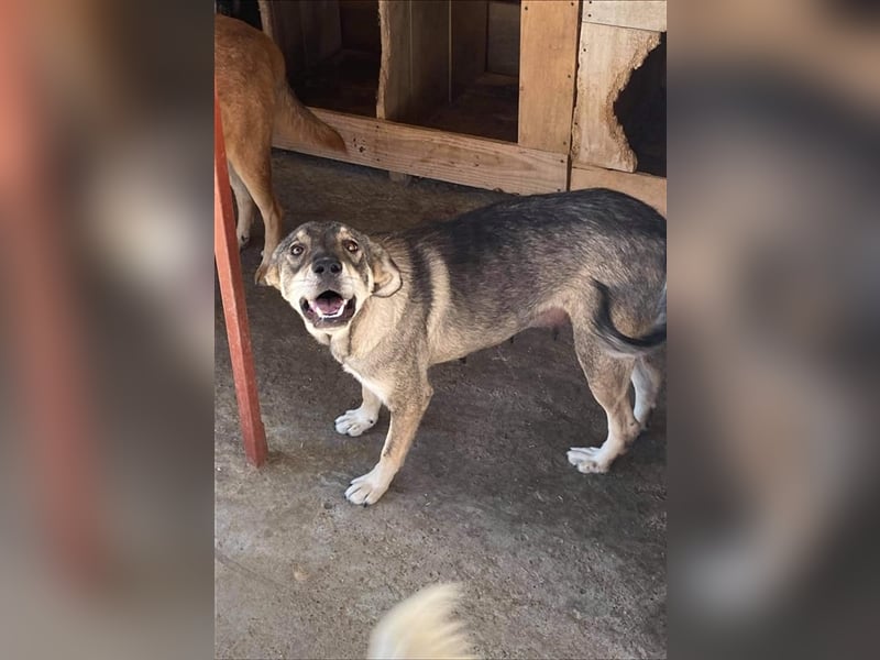Die lebensfrohe Ronja sucht ein Zuhause oder eine Pflegestelle!