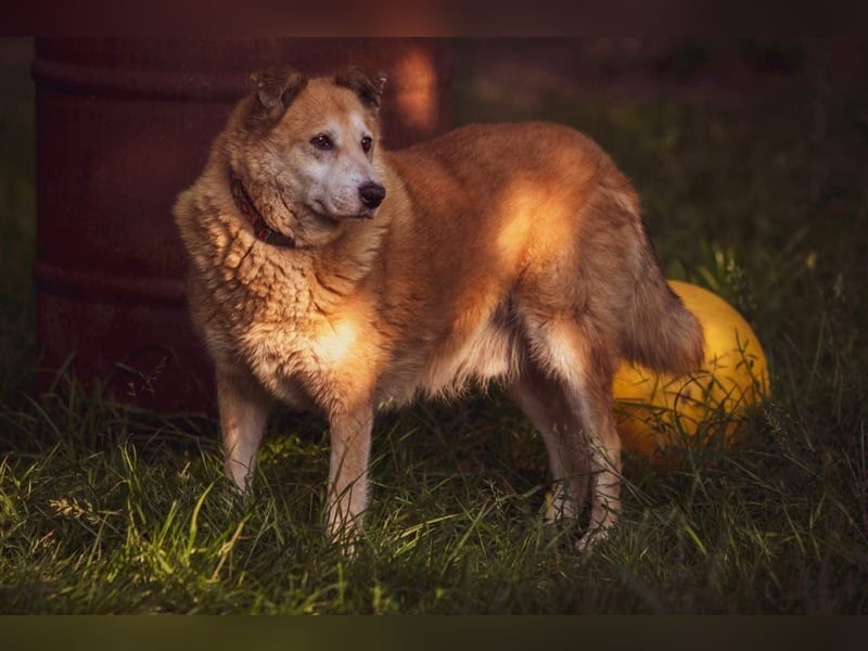 GEORGE SUCHT IN 32825 BLOMBERG (NRW) SEIN ZUHAUSE