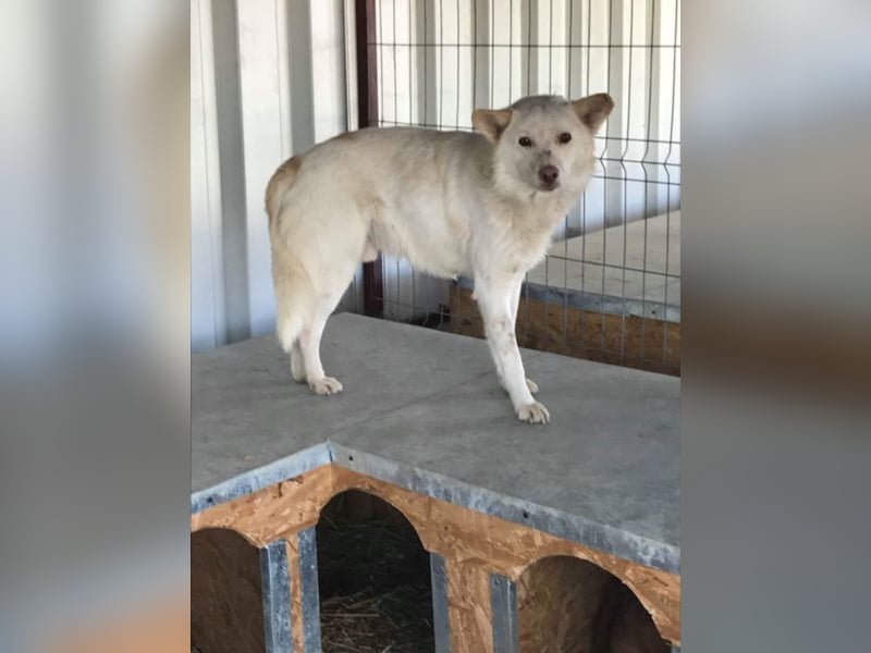 Scheuer Aves sucht ein Zuhause oder eine Pflegestelle!