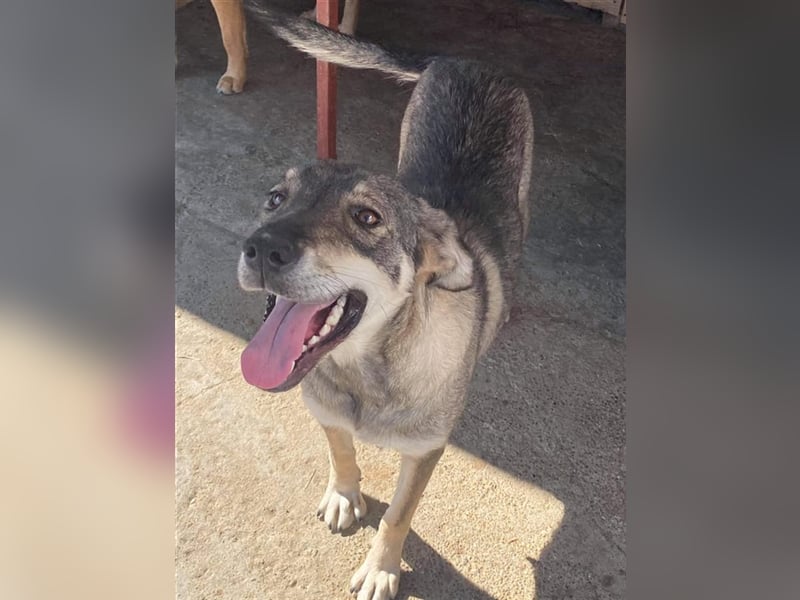 Die lebensfrohe Ronja sucht ein Zuhause oder eine Pflegestelle!