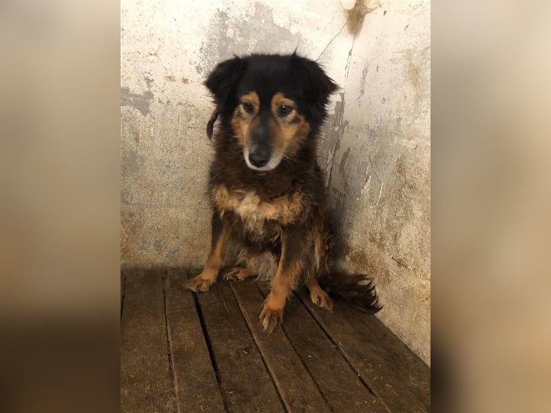 Die zurückhaltende Miranda sucht ein Zuhause oder eine Pflegestelle!