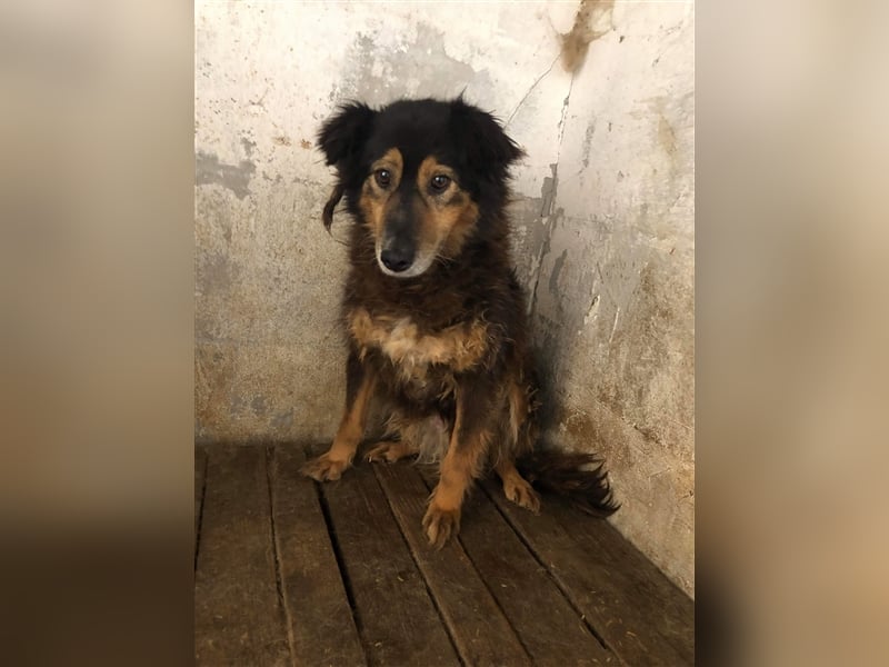 Die zurückhaltende Miranda sucht ein Zuhause oder eine Pflegestelle!