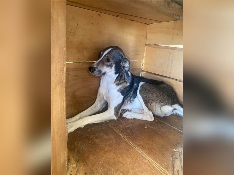 Die schüchterne Jill sucht ein Zuhause oder eine Pflegestelle!