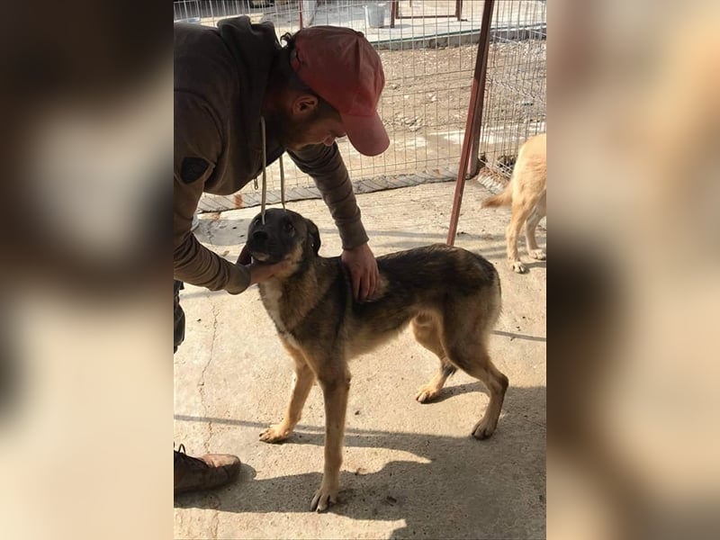 Die freundliche Sam sucht ein Zuhause oder eine Pflegestelle!