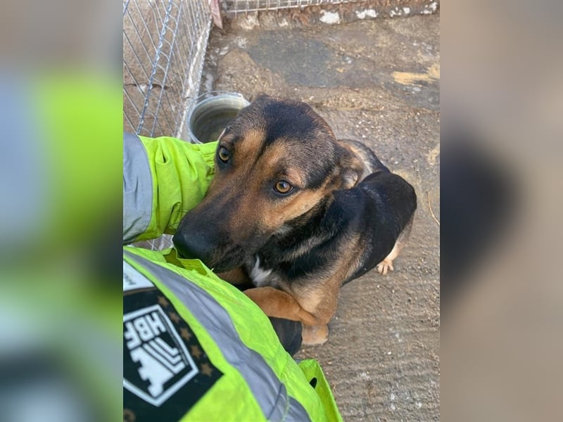 Freundliche Bela sucht ein Zuhause