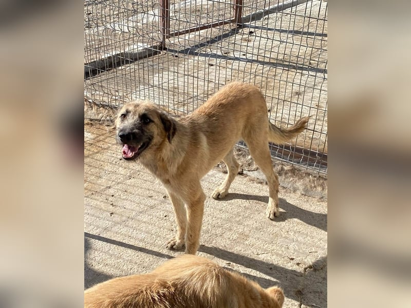 Der freundliche Laxi sucht ein Zuhause oder eine Pflegestelle!