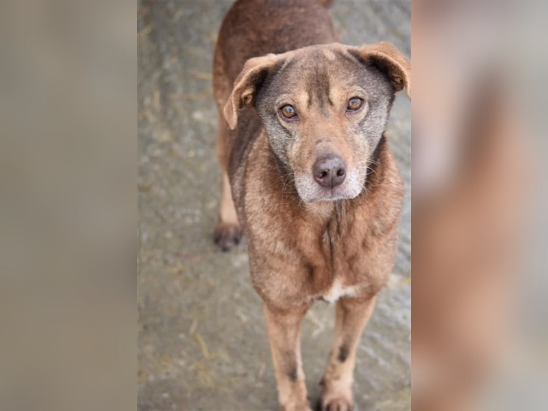 Mila wartet schon lange auf ein Zuhause  