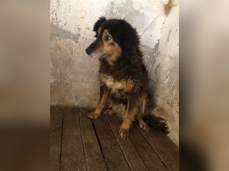 Die zurückhaltende Miranda sucht ein Zuhause oder eine Pflegestelle!