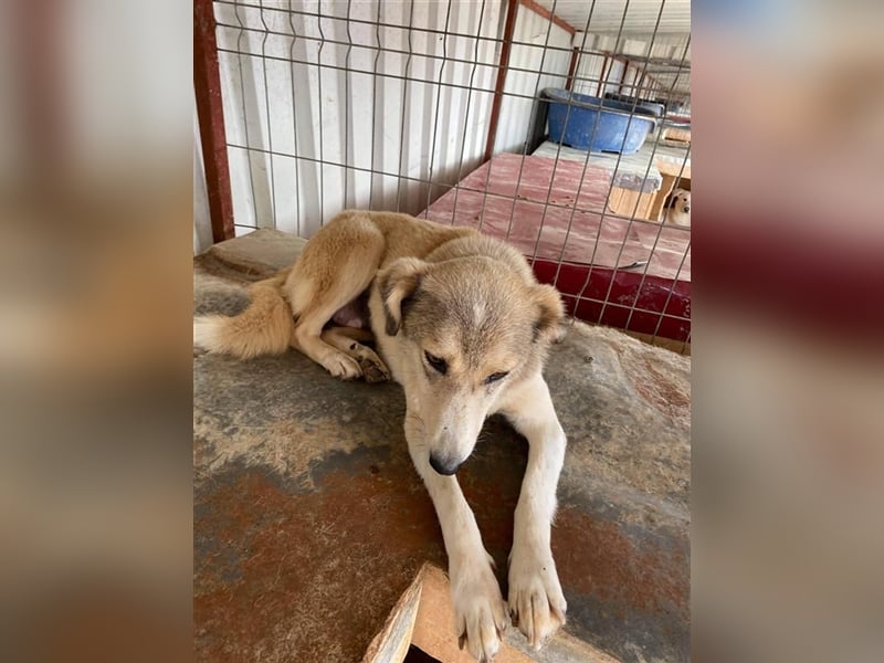 Die hübsche Babsi sucht ein Zuhause oder eine Pflegestelle!