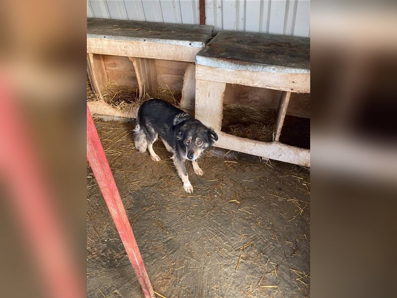 Hübscher Rike sucht Zuhause  