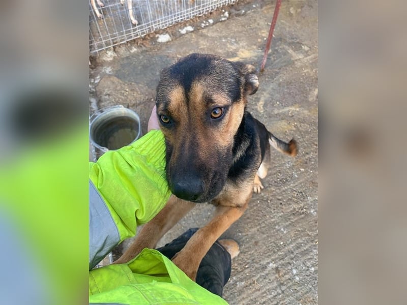 Freundliche Bela sucht ein Zuhause