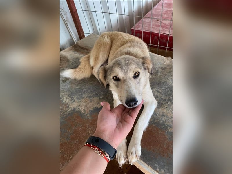 Die hübsche Babsi sucht ein Zuhause oder eine Pflegestelle!