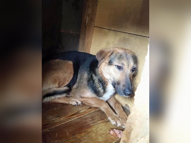 Die freundliche Holly sucht ein Zuhause oder eine Pflegestelle!