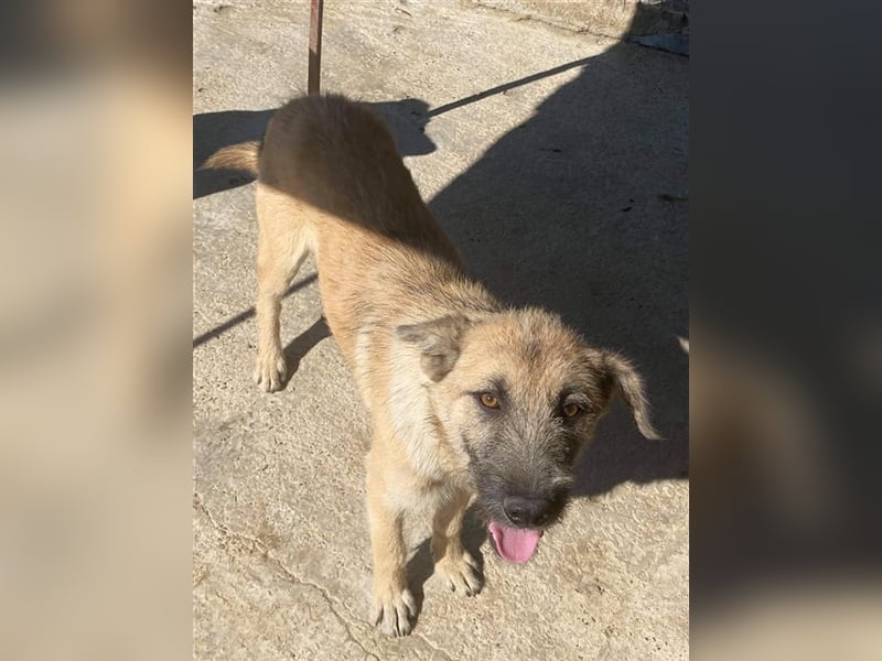 Der freundliche Laxi sucht ein Zuhause oder eine Pflegestelle!