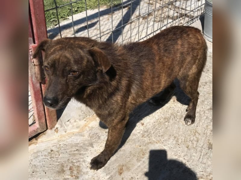 Der scheue Brownie sucht ein Zuhause oder eine Pflegestelle!