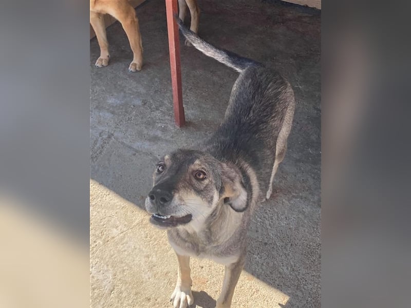 Die lebensfrohe Ronja sucht ein Zuhause oder eine Pflegestelle!