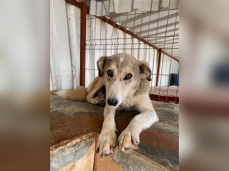 Die hübsche Babsi sucht ein Zuhause oder eine Pflegestelle!