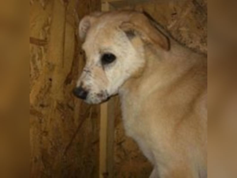 Die traurige Mave sucht ein Zuhause oder eine Pflegestelle!