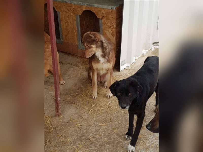 Der ängstliche Sherlock sucht ein Zuhause oder eine Pflegestelle!