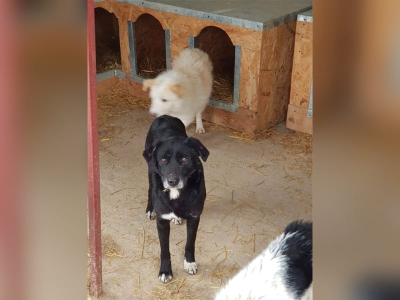 Der ängstliche Sherlock sucht ein Zuhause oder eine Pflegestelle!