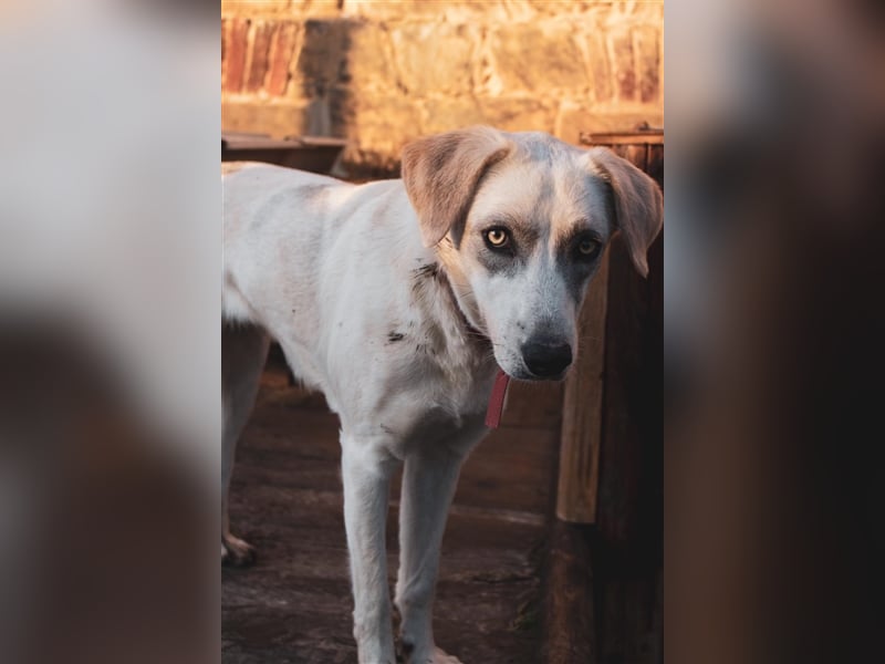 Wundervolle Hündin sucht ein zu Hause