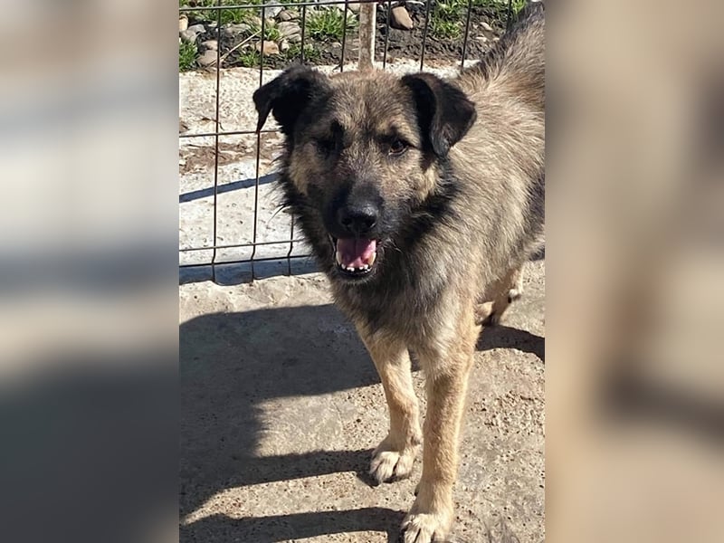 Der sanfte einäugige Papito sucht ein Zuhause oder eine Pflegestelle!