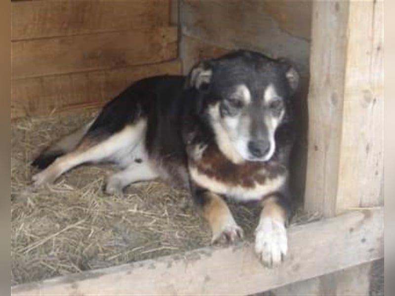 Der ruhige Blacky sucht ein Zuhause oder eine Pflegestelle!