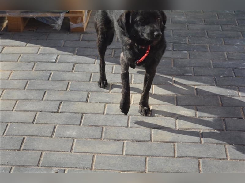 Die wunderschöne Bambi sucht ein Zuhause oder eine Pflegestelle!