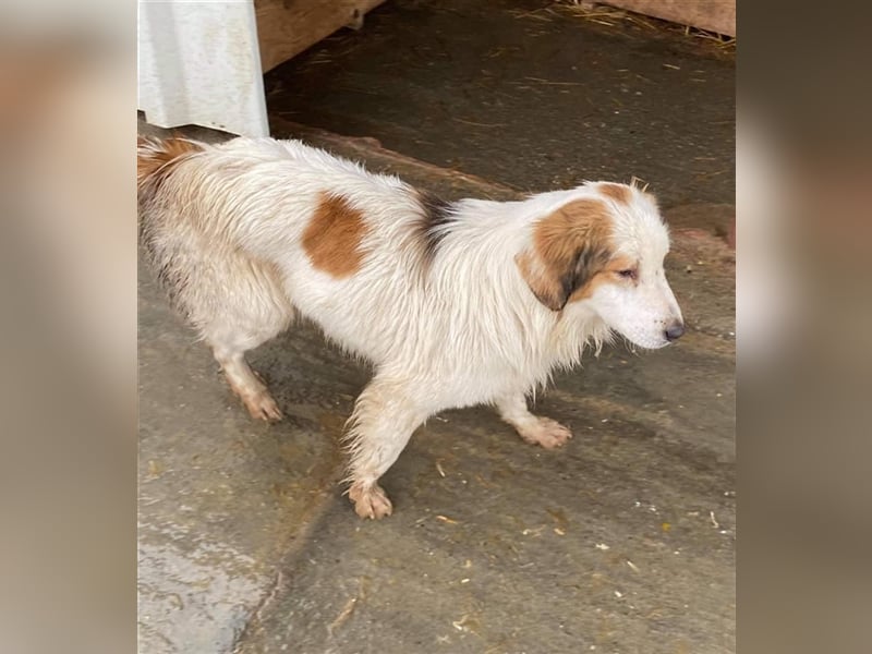 HSH Mix Rüde sucht ein Zuhause  