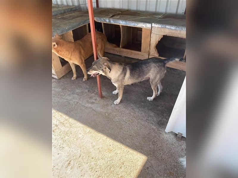 Die lebensfrohe Ronja sucht ein Zuhause oder eine Pflegestelle!