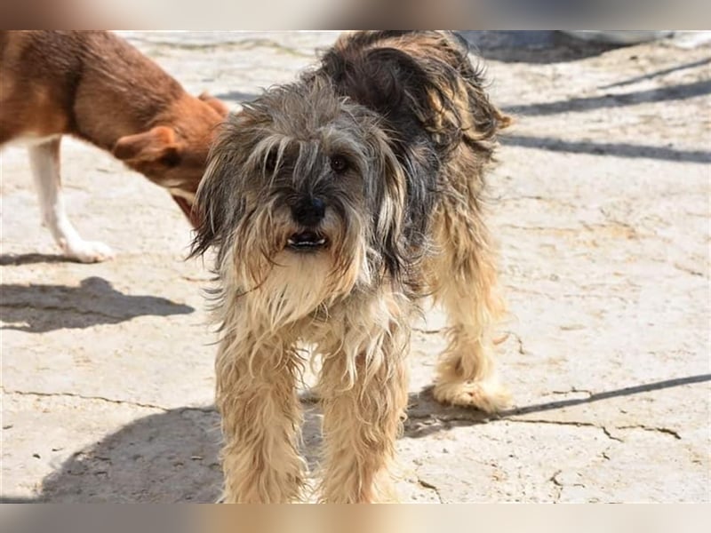 Wuscheliger Winston sucht Zuhause  