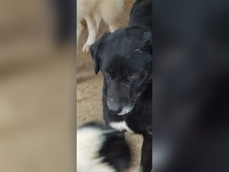 Der ängstliche Sherlock sucht ein Zuhause oder eine Pflegestelle!