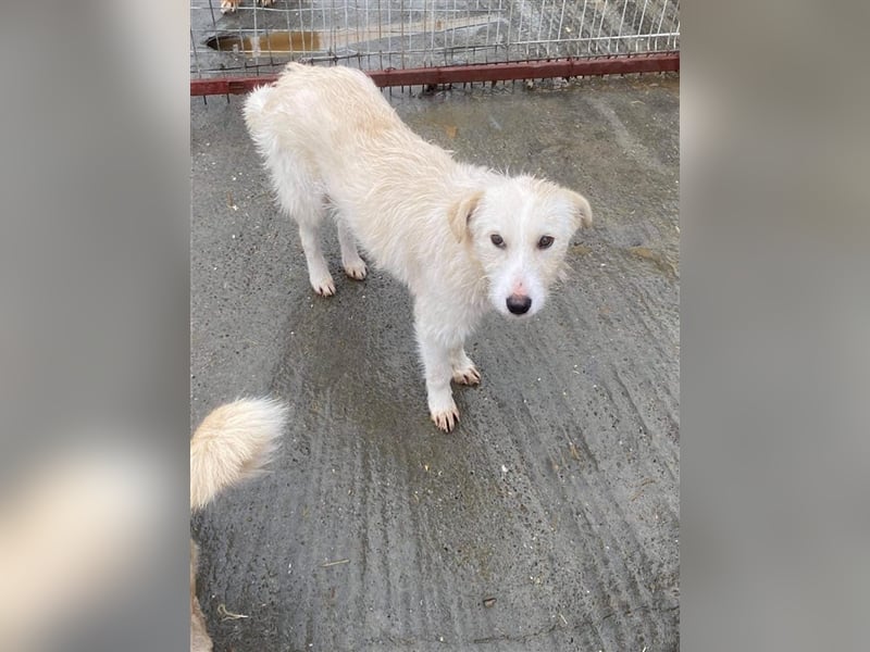 Schüchterne Flocke sucht ein Zuhause