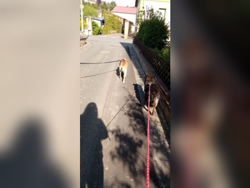 Perro sucht in 67806 Rockenhausen(RLP) sein Zuhause