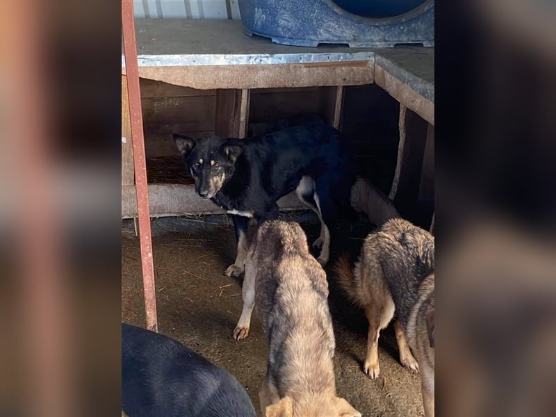 Ängstliche Kira sucht ein Zuhause  